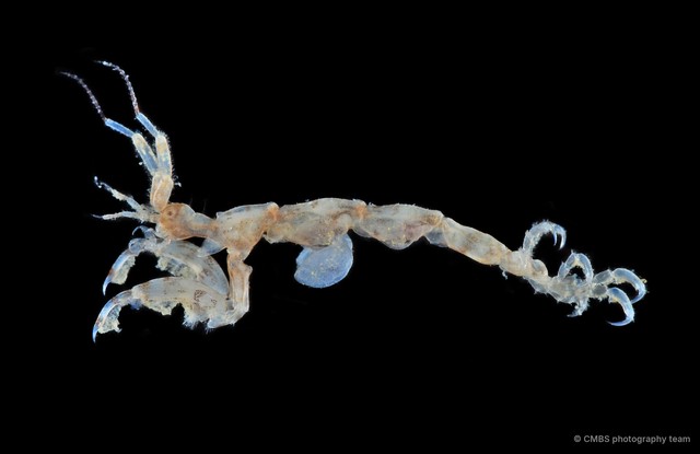 Caprelloidea sp. "f9edcadf"•&copy; CMBS photography team•All Rights Reserved