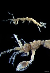 Caprelloidea sp. "Skeleton shrimp 1"