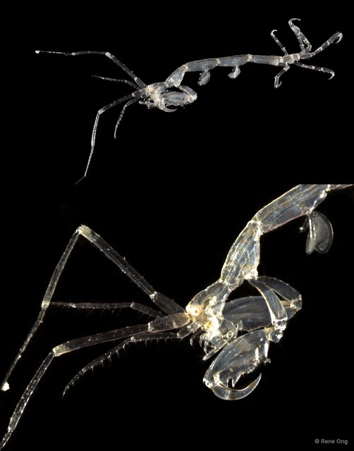 Caprelloidea sp. "Skeleton shrimp 2"•&copy; Rene Ong•All Rights Reserved