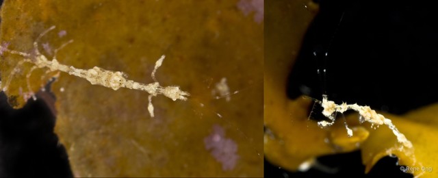 Caprelloidea sp. "Skeleton shrimp 3"•&copy; Rene Ong•All Rights Reserved