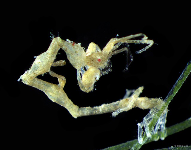Caprelloidea sp. "Skeleton shrimp 4"•&copy; Rene Ong•All Rights Reserved