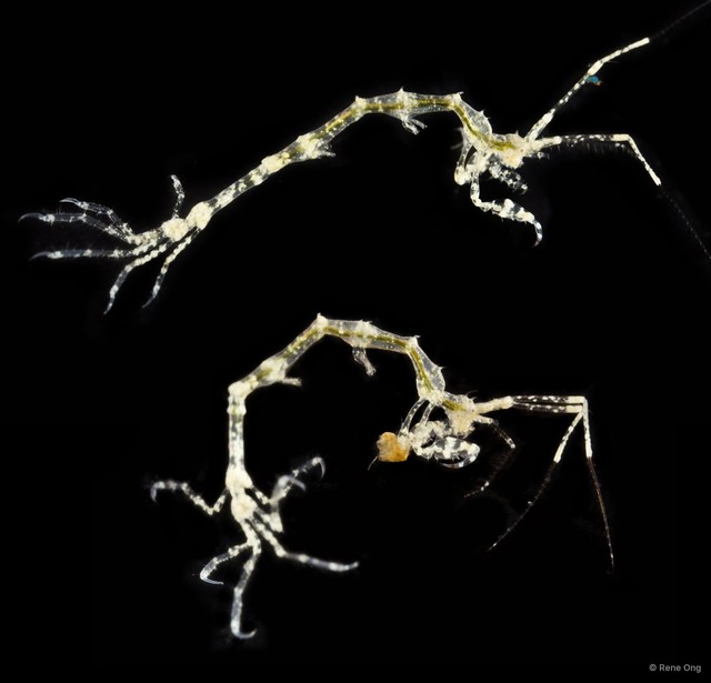 Caprelloidea sp. "Skeleton shrimp 5"•&copy; Rene Ong•All Rights Reserved