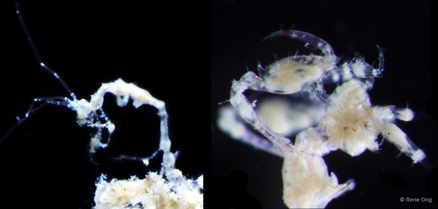 Caprelloidea sp. "Skeleton shrimp 6"•&copy; Rene Ong•All Rights Reserved