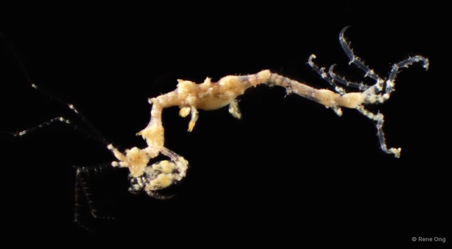 Caprelloidea sp. "Skeleton shrimp 7"•&copy; Rene Ong•All Rights Reserved