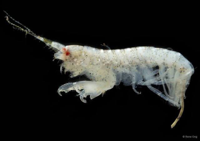 Caprelloidea sp. "Skeleton shrimp 8"•&copy; Rene Ong•All Rights Reserved