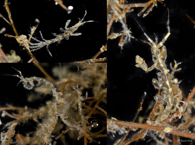 Caprelloidea sp. "Skeleton shrimp 9"•&copy; Rene Ong•All Rights Reserved