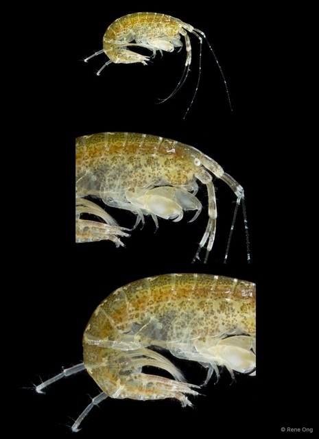 Amphithoe sp. "1"•&copy; Rene Ong•All Rights Reserved