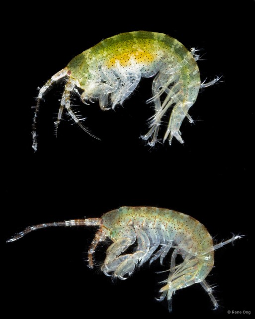 Ampithoe sp. "cf. cookana"•&copy; Rene Ong•All Rights Reserved
