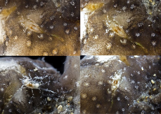 Polycheria sp. "739472c0"•All Rights Reserved