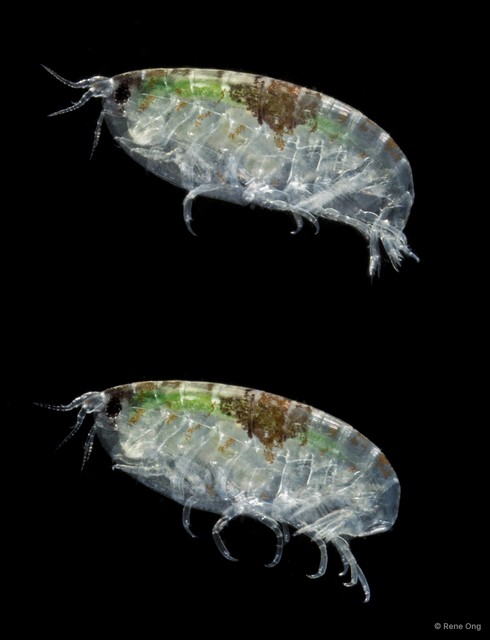 Pseudambasia sp. "f9edcb6a"•&copy; Rene Ong•All Rights Reserved