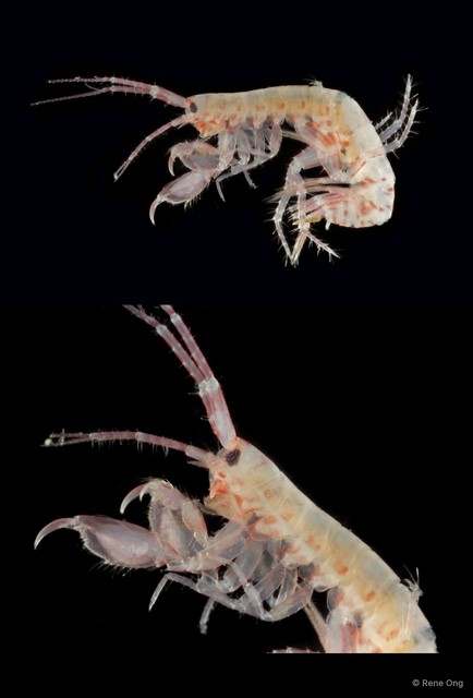 Ceradocus sp. "1"•&copy; Rene Ong•All Rights Reserved