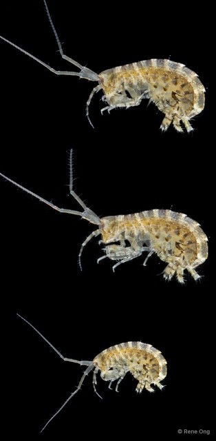 Parelasmopus cymatilis•&copy; Rene Ong•All Rights Reserved