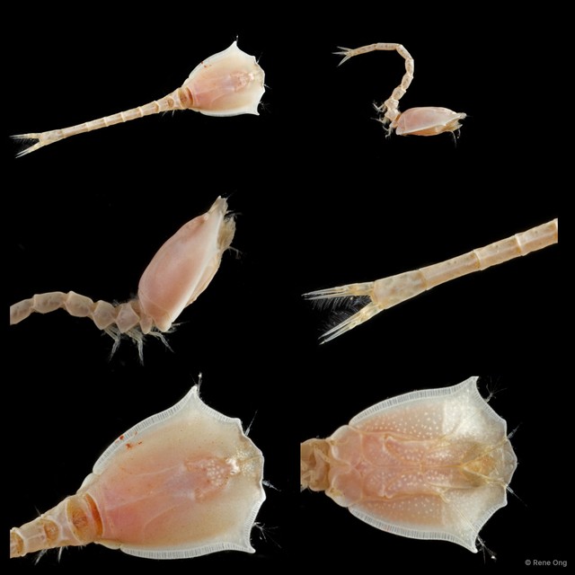 Cumacea sp. "Cumacean. 1"•&copy; Rene Ong•All Rights Reserved