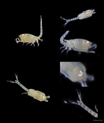 Cumacea sp. "Cumacean. 2"