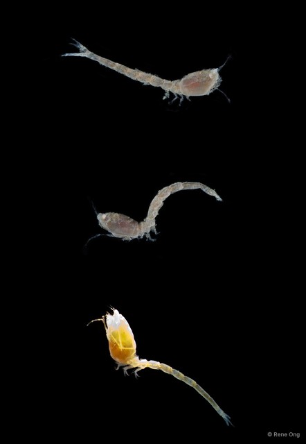 Cumacea sp. "Cumacean. 5"•&copy; Rene Ong•All Rights Reserved