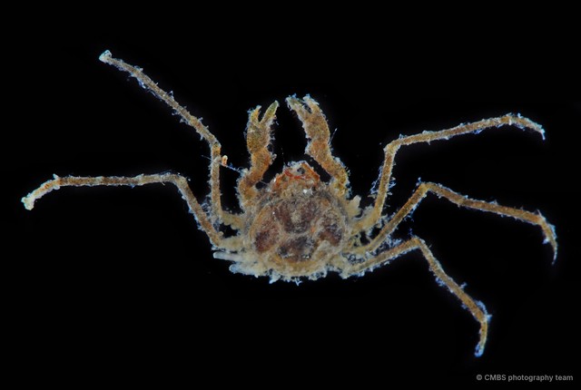 Majoidea sp. "10"•&copy; CMBS photography team•All Rights Reserved