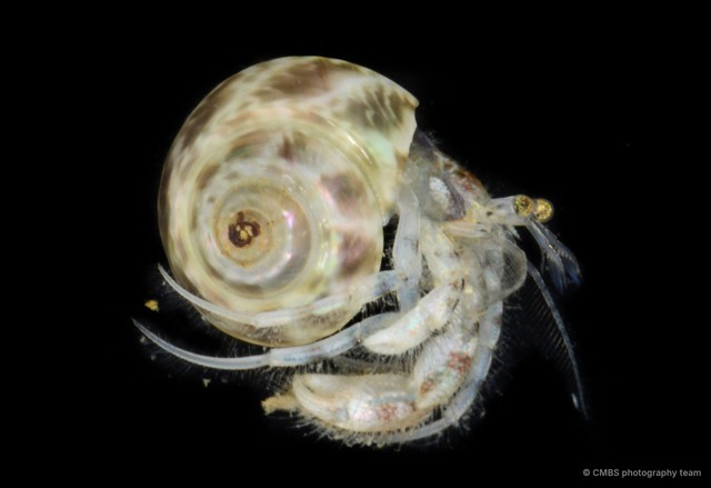 Paguroidea sp. "2"•&copy; CMBS photography team•All Rights Reserved