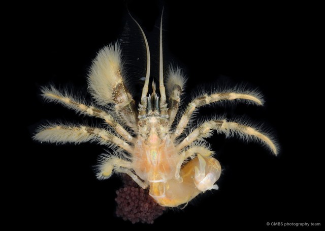 Paguroidea sp. "3"•&copy; CMBS photography team•All Rights Reserved