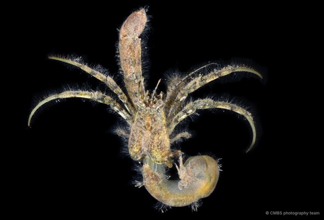 Paguroidea sp. "4"•&copy; CMBS photography team•All Rights Reserved