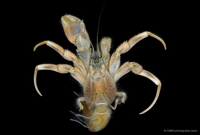 Paguroidea sp. "5"•&copy; CMBS photography team•All Rights Reserved