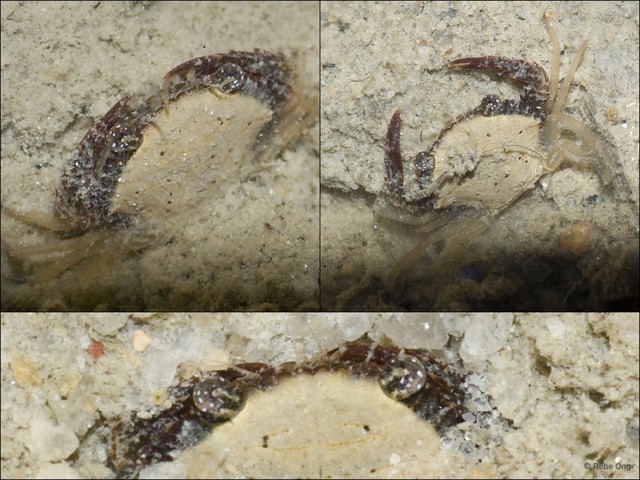 Brachyura sp. "52cebf27"•&copy; Rene Ong•All Rights Reserved