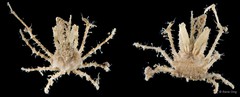 Majoidea sp. "8"