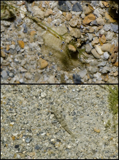 Caridea sp. "a7ee53a5"•&copy; Rene Ong•All Rights Reserved