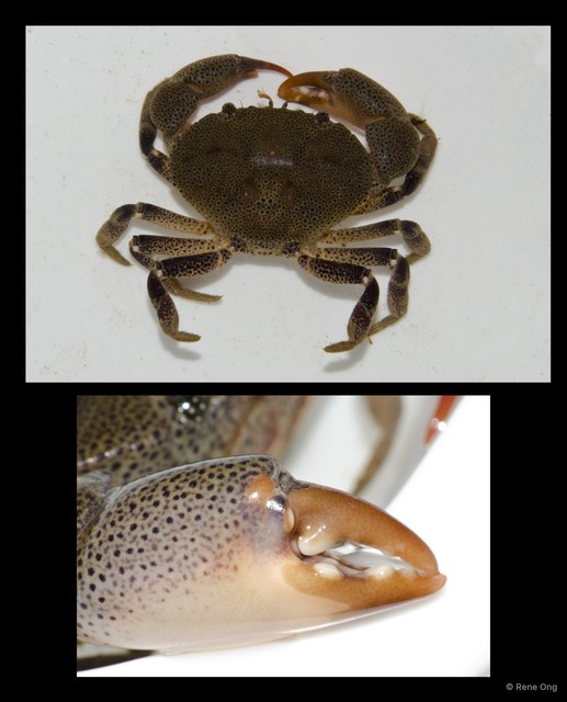 Brachyura sp. "a7ee53c6"•&copy; Rene Ong•All Rights Reserved