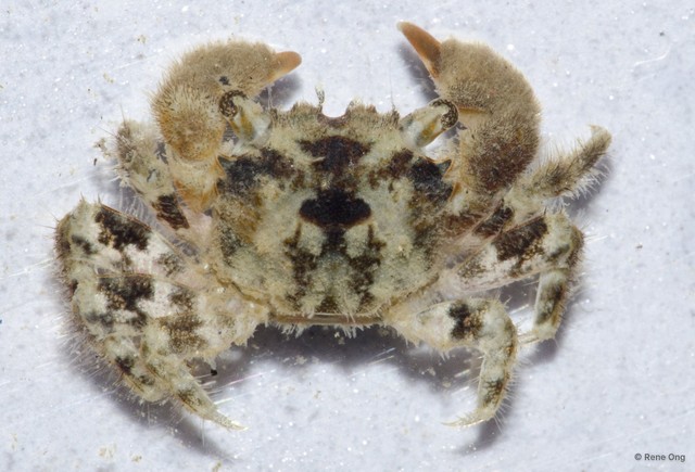 Brachyura sp. "a7ee53c9"•&copy; Rene Ong•All Rights Reserved