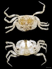 Brachyura sp. "a7ee53cc"