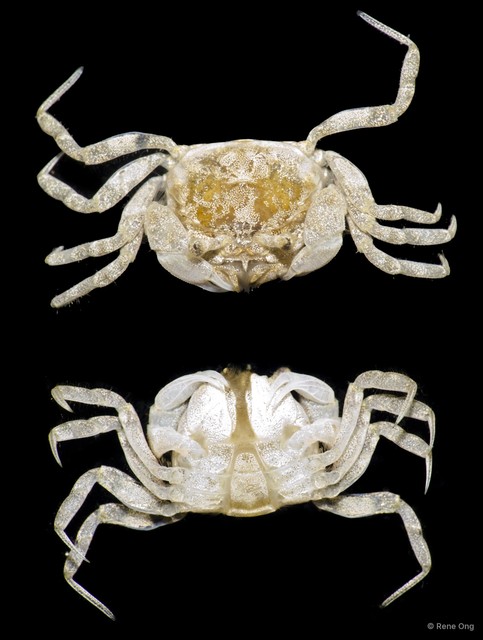 Brachyura sp. "a7ee53cc"•&copy; Rene Ong•All Rights Reserved