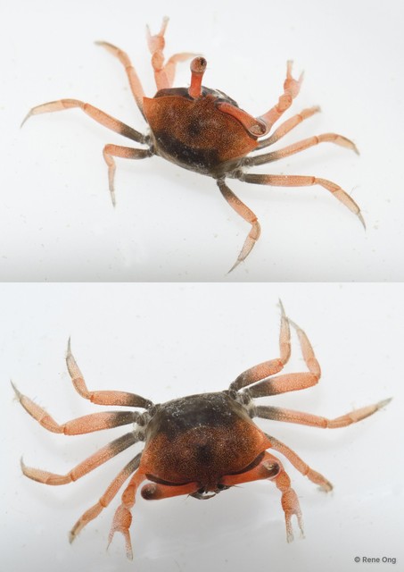 Brachyura sp. "a7ee53d5"•&copy; Rene Ong•All Rights Reserved
