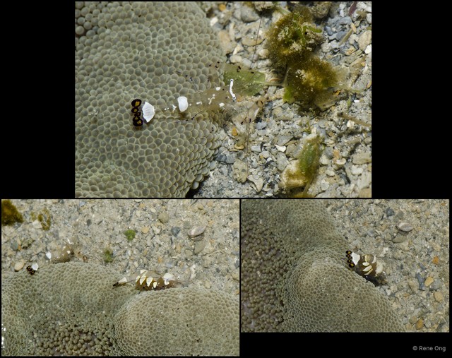 Caridea sp. "Anemone shrimp 2"•&copy; Rene Ong•All Rights Reserved