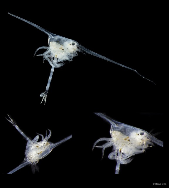 Brachyura sp. "Brachyura larvae SEA-4759"•&copy; Rene Ong•All Rights Reserved