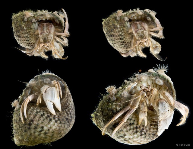 Paguroidea sp. "Hermit crab 1"•&copy; Rene Ong•All Rights Reserved