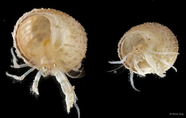 Paguroidea sp. "Hermit crab 10"•&copy; Rene Ong•All Rights Reserved