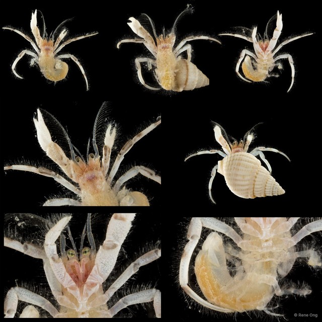 Paguroidea sp. "Hermit crab 11"•&copy; Rene Ong•All Rights Reserved