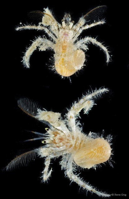 Paguroidea sp. "Hermit crab 12"•&copy; Rene Ong•All Rights Reserved