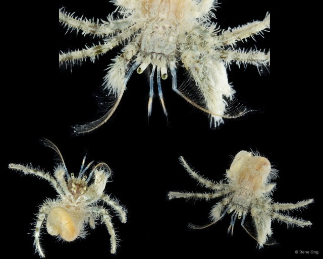Paguroidea sp. "Hermit crab 13"•&copy; Rene Ong•All Rights Reserved