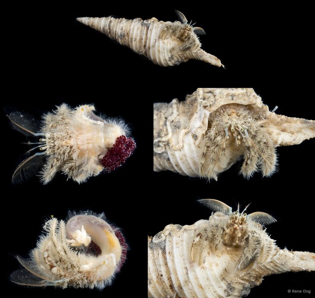 Paguroidea sp. "Hermit crab 14"•&copy; Rene Ong•All Rights Reserved