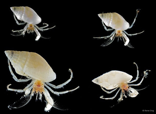 Paguroidea sp. "Hermit crab 17"•&copy; Rene Ong•All Rights Reserved