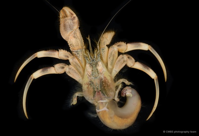 Paguroidea sp. "Hermit crab 2"•&copy; CMBS photography team•All Rights Reserved