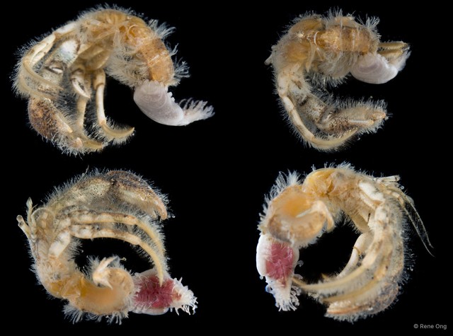 Paguroidea sp. "Hermit crab 20"•&copy; Rene Ong•All Rights Reserved