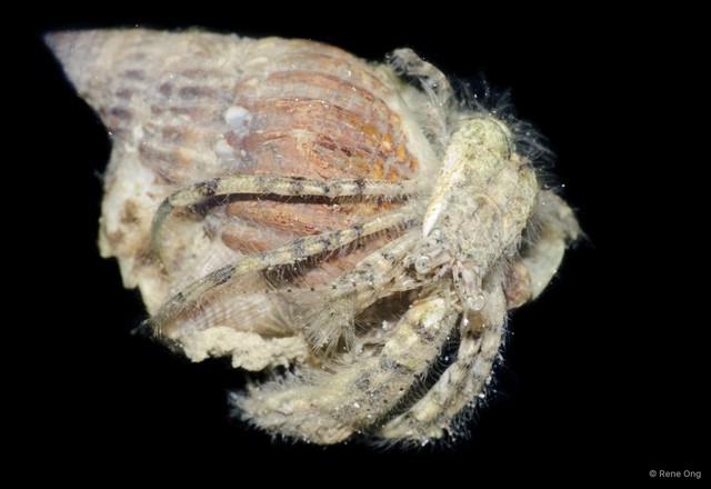 Paguroidea sp. "Hermit crab 21"•&copy; Rene Ong•All Rights Reserved
