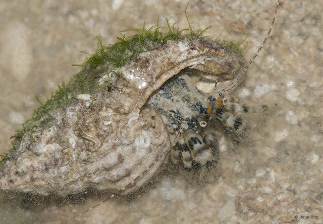 Paguroidea sp. "Hermit crab 22"•&copy; Rene Ong•All Rights Reserved