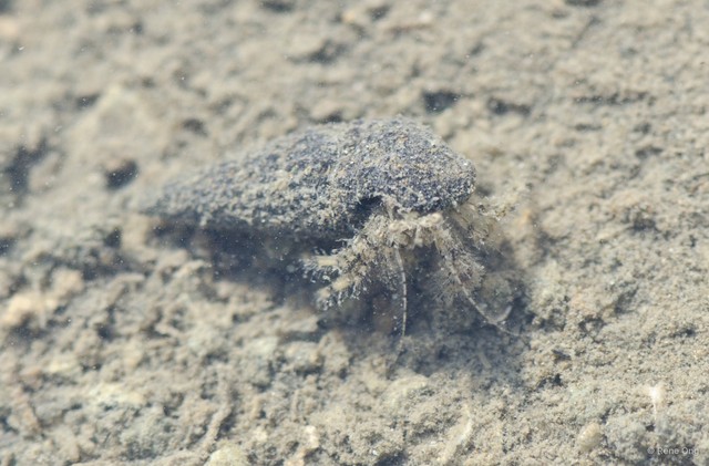 Paguroidea sp. "Hermit crab 23"•&copy; Rene Ong•All Rights Reserved