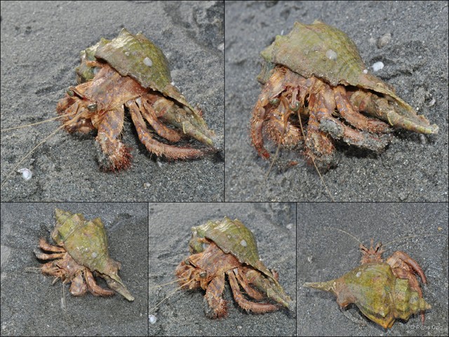 Paguroidea sp. "Hermit crab 24"•&copy; Rene Ong•All Rights Reserved