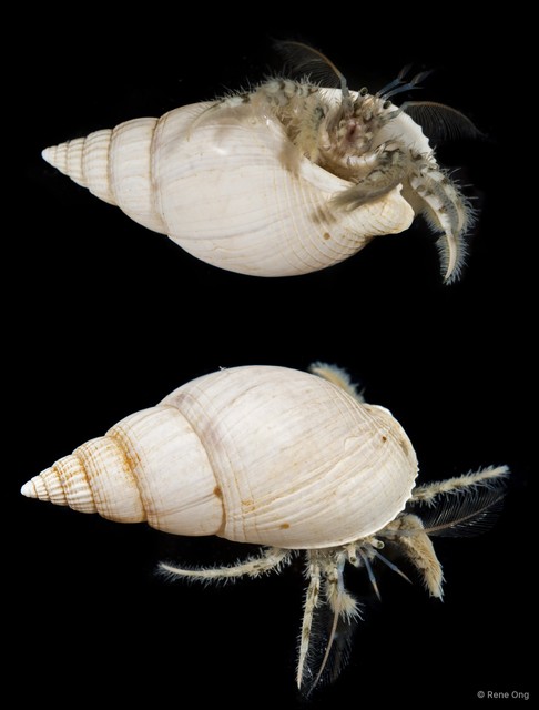 Paguroidea sp. "Hermit crab 5"•&copy; Rene Ong•All Rights Reserved