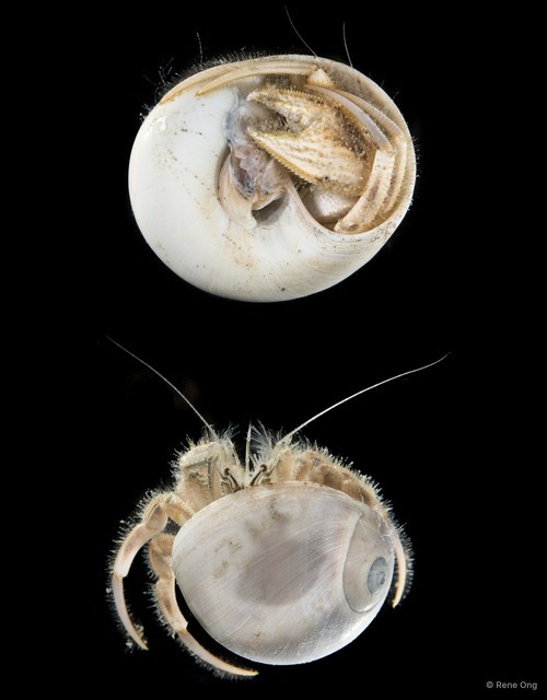 Paguroidea sp. "Hermit crab 7"•&copy; Rene Ong•All Rights Reserved