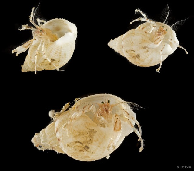 Paguroidea sp. "Hermit crab 9"•&copy; Rene Ong•All Rights Reserved
